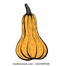 Orange long butternut pumpkin with black outline on white background, simple vector cartoon illustration.