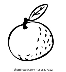 Orange mandarin doodle icon. Isolated white background.
