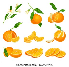 Orange Mandarin Fruit Unpeeled and Skinless with Segments Vector Set