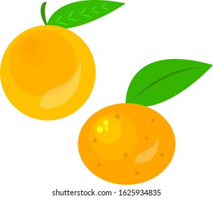 orange and mandarin healthy and shiny fruits with green leaves objects on white background food concept