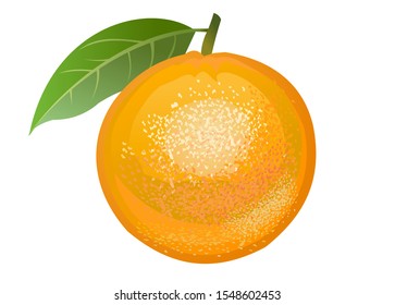 Orange, Mandarin. Vector. Ripe tropical citrus fruits. Lemonade, juice. Healthly food. Vector illustration. Vegetarianism. Dessert. Isolated object. Sweet southern exotic fruits.