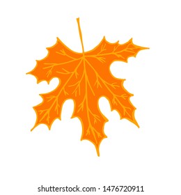An orange maple leaf with a bright streak in the middle of the leaf. Roll leaf burned in the fall.