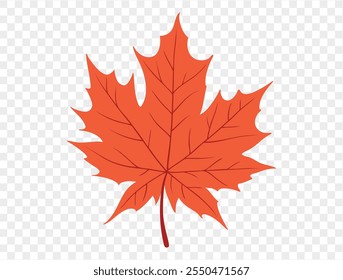 Orange maple leaf illustration on transparent background. Perfect for Thanksgiving and autumn themed. vector