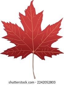 orange maple leaf illustration vector template