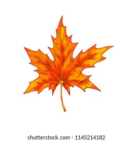 Orange maple leaf isolated on a white background. Autumn element for your design. Vector illustration