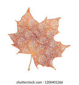 Orange maple leaf isolated on white background. Detailed vector illustration of hand drawn autumn leaf. Vintage retro fall seasonal decor