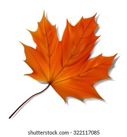 Orange maple leaf on white background.  vector illustration