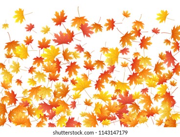 Orange maple leaves background seasonal vector illustration. Fall season specific vector background. Autumn leaves flying design. Maple tree dry autumn foliage on white. Canadian symbol.