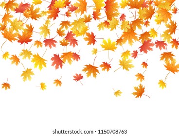 Orange maple leaves background seasonal vector illustration. Fall season specific vector background. Autumn leaves falling design. Maple tree dry autumn foliage on white. Canadian symbol.