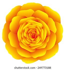Orange marigold, carnation or rose on white background. Isolated vector illustration.