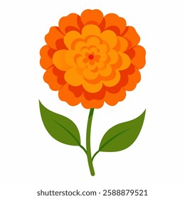 Orange marigold flower blossom on white background.