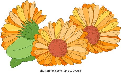 Orange Marigold flower. Calendula medicinal plant, herbal medicine and natural ingredient for skincare beauty products. Color vector illustration 