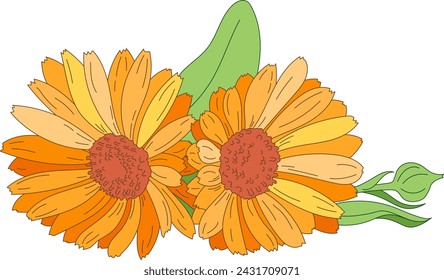 Orange Marigold flower. Calendula medicinal plant, herbal medicine and natural ingredient for skincare beauty products. Color vector illustration 