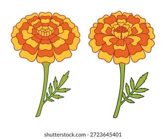 Par de flores de caléndula naranja - Ilustración vectorial floral botánica