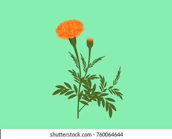 Orange Marigold Flower with Plant -Vector Image 