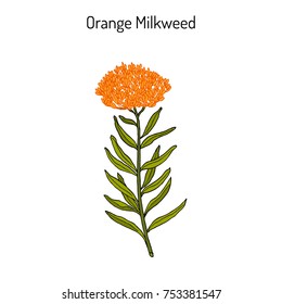 Orange milkweed (Asclepias tuberosa), or butterfly weed, chieger flower, fluxroot, Indian posy, pleurisy root, silky swallow-wort, medicinal plant. Hand drawn botanical vector illustration