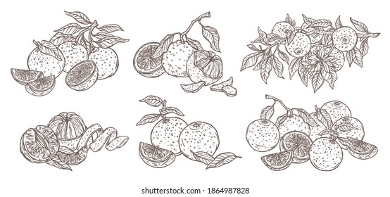 Conjunto monocromo naranja con corte y rodaja fruta aislada en blanco con rama de flor de árbol anaranjado con flor y hojas, mandarina y mandarina. Dibujo gráfico a mano