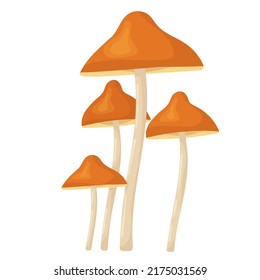 orange mushrooms on white background vector