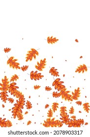 Orange Oak Background White Vector. Acorn Border Texture. Golden Leaf. Label Design. Brown Plant November.