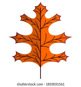 Orange oak leaf vector illustration in flat style. Nature decorative element