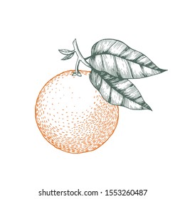 Orange on a branch. Isolated vector illustration of citrus tree with leaves and blossoms.