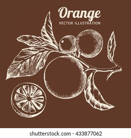 Orange on a branch with leaves. Citrus fruits, the fruit orange. Ink drawing, film, vector illustration.