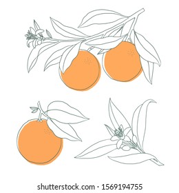 Orange on a branch set. Isolated outline vector illustration of citrus tree with leaves and blossoms.