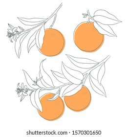 Orange on a branch set. Isolated outline vector illustration of citrus tree with leaves and blossoms.