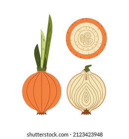 Orangefarbene Zwiebel mit grünen Sprossen. Vektorset aus Scheiben und schneiden über Gemüse. Food-Illustration im flachen geometrischen Stil