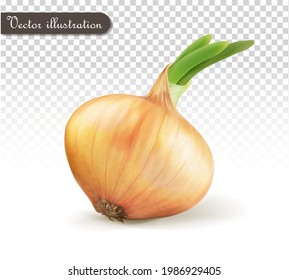 Orange onion on a transparent background. Vector illustration.
