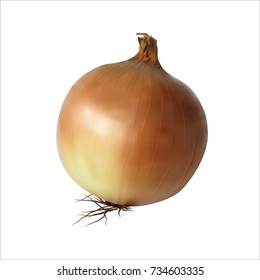 Orange Onion realistic.Close up Isolated on white background.Vector illustration.