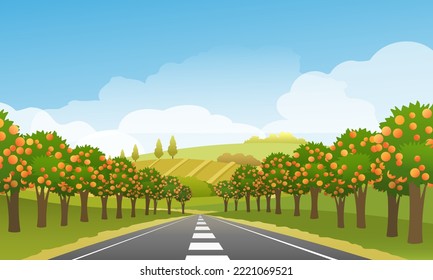 Orange orchard road. Oranges fruit trees garden highway with trees sky and hills on horizon summer landscape vector illustration