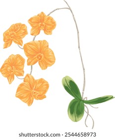 Orange orchid flower botanical painting illustration