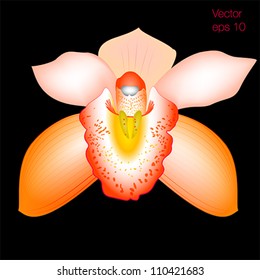 orange orchid flower, vector