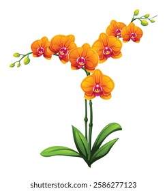 Orange orchid flowers with vibrant petals and green leaves. Vector illustration