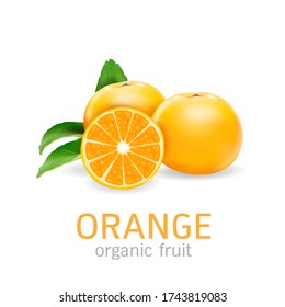 Vector realista de frutas orgánicas naranjas sobre fondo blanco.