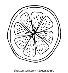 Orange outline, hand-drawn vector drawing of fruit