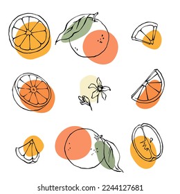 Orange outline vector illustration set. Hand drawn oranges, slices and leaves drawing with abstract color spots.