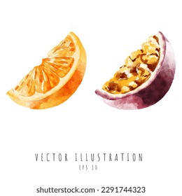 Orange, Passiflora edulis, watercolor digital painting isolated on white background. Vector illustration