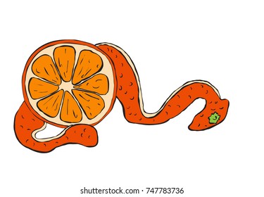 orange peel, juicy fruit, healthy food, rich in vitamins, hand drawing, vector image,outline style