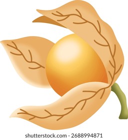 Las vainas de semillas de naranja physalis están cubiertas de hojas marrones.