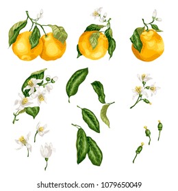 Orange plant set with fruit on branches, flowers, buds, leaves and tiny fruits. The set is made in graphic vector