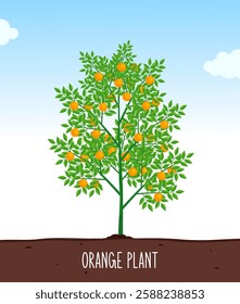 Orange Plant Vector, Cartoon Plant Illustration, Orange, Plant growing, Vector Design
