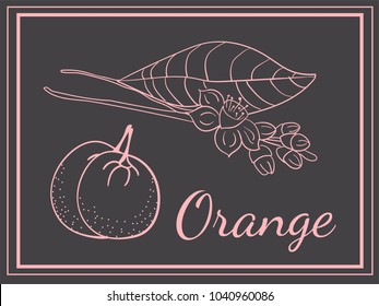 Orange Postcard Poster Hand draw Branch Leaves Flowers Fruit Pink on a Dark Background