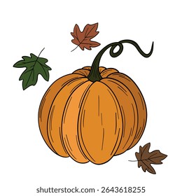 Orange pumpkin agriculture vegetable. Halloween and thanksgiving autumn occasions. October festival decoration. Element collection line art hand drawn