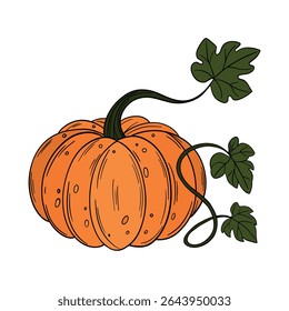 Laranja abóbora vegetal agricultura. Ocasiões de Halloween e de Ação de Graças. Decoração do festival de outubro. Desenhado à mão na arte da linha da coleção de elementos