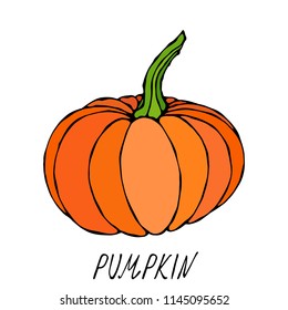 Orange Pumpkin. Autumn or Fall Vegetable Harvest Collection. Realistic Hand Drawn High Quality Vector Illustration. Doodle Style.