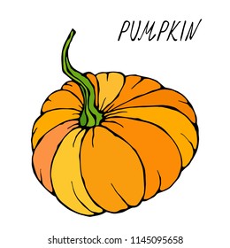 Orange Pumpkin. Autumn or Fall Vegetable Harvest Collection. Realistic Hand Drawn High Quality Vector Illustration. Doodle Style.