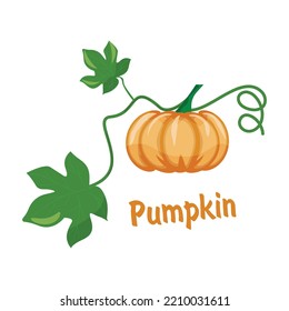 Orange pumpkin close-up, isolated on a white background. A Halloween symbol. Design template, stock vector illustration, eps10
