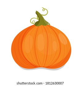 Orange pumpkin with curly stem. Vector illustration of thanksgiving or halloween pumpkin